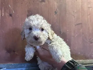 Lagotto cani Cuccioli Lagotto - Annuncio 29