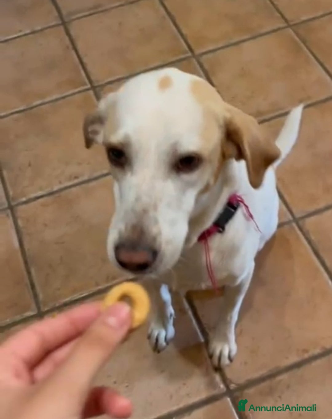 Meticcio cani in regalo: Camilla mix Setter 5anni,3anni di appelli.ROMA SOS - Annuncio 6