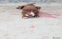 Pitbull cani in vendita: Cuccioli pitbull terrier a Provincia di Foggia - Immagine 3