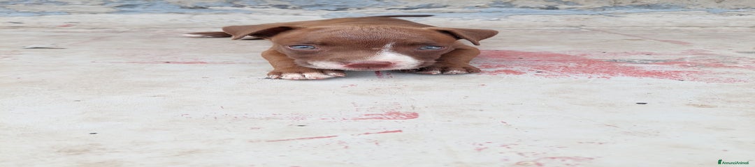 Pitbull Cucciolo 5