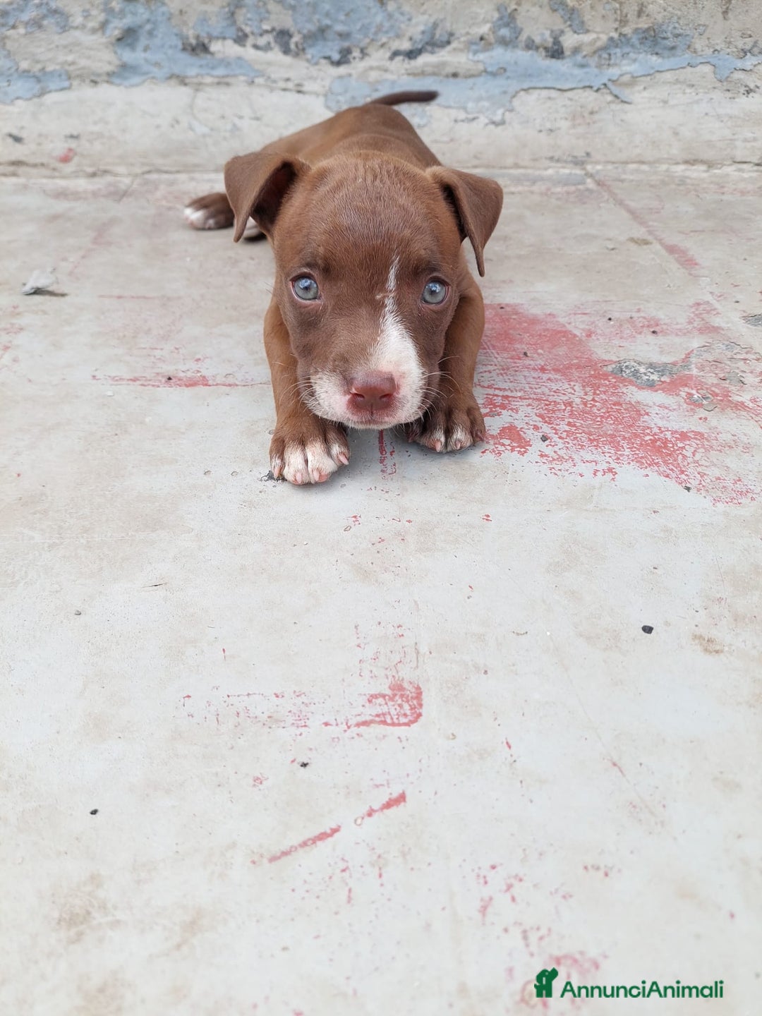 Pitbull cani in vendita: Cuccioli pitbull terrier a Provincia di Foggia - Immagine 3