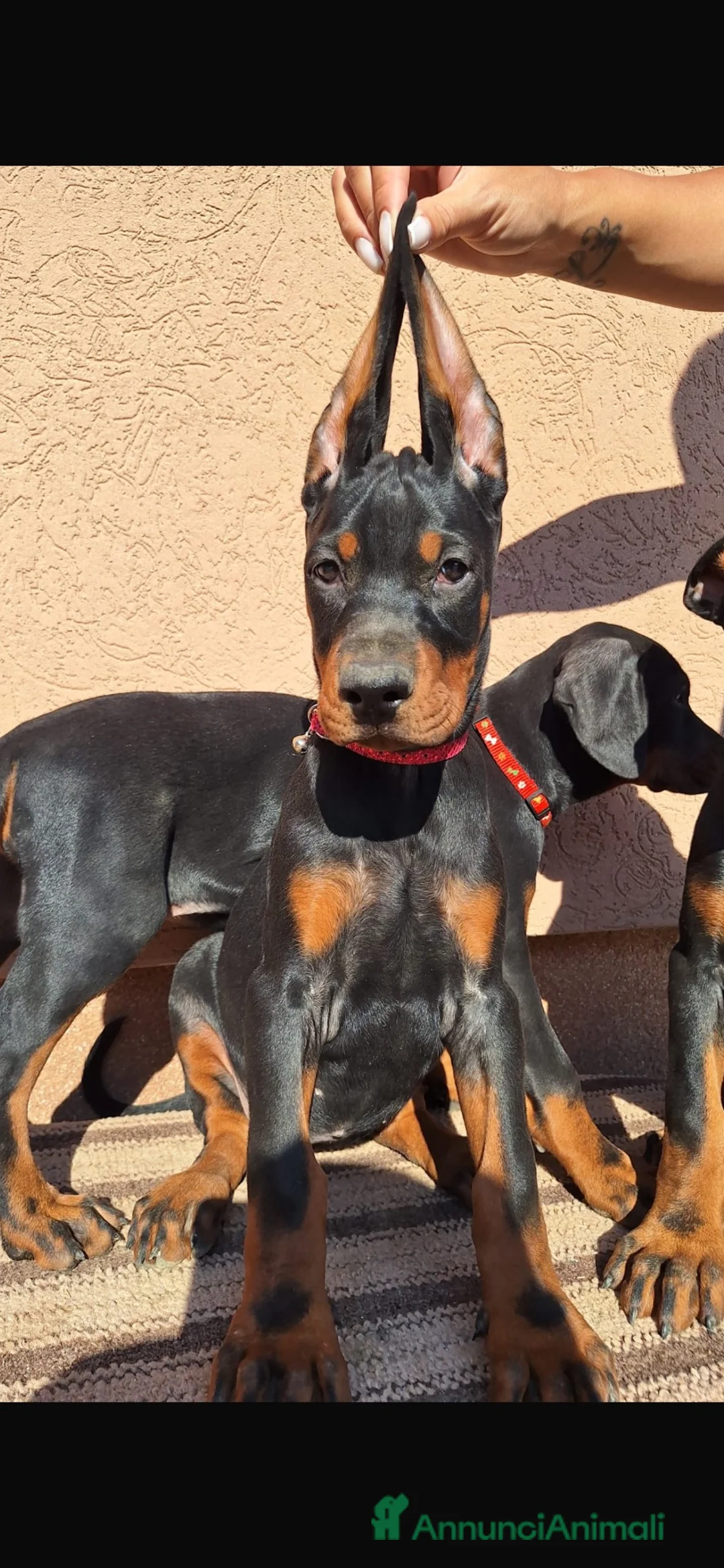 Dobermann cani in vendita: Doberman - Annuncio 6