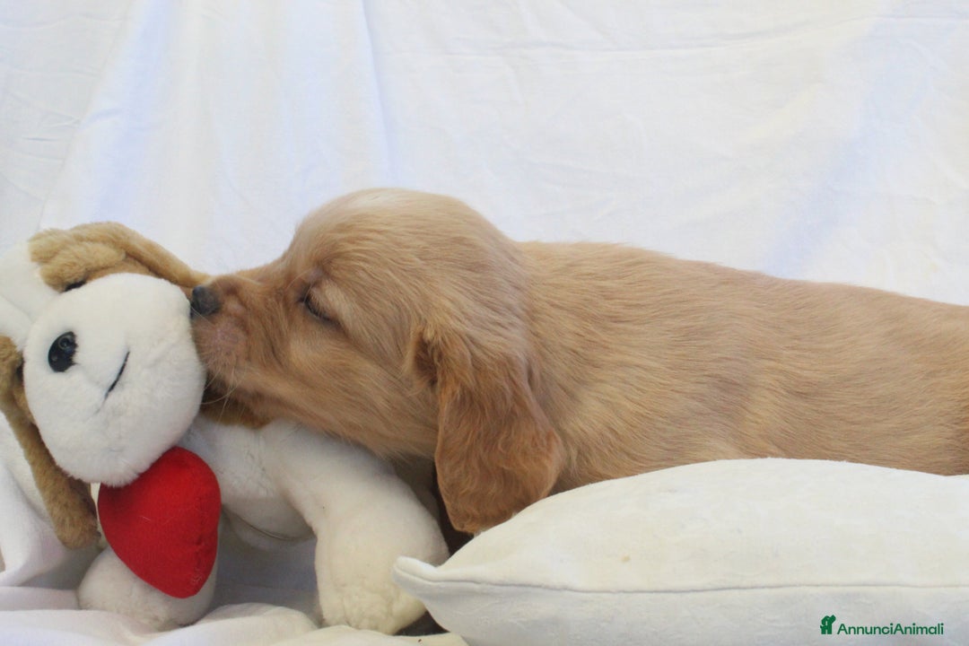 Golden Retriever cani in vendita: Ultimi cuccioli di Golden Retriever con pedigree a Città metropolitana di Milano - Immagine 3