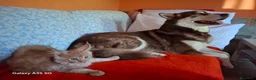 Maine Coon gatti in vendita: ultimo maine coon maschietto - Annuncio 1