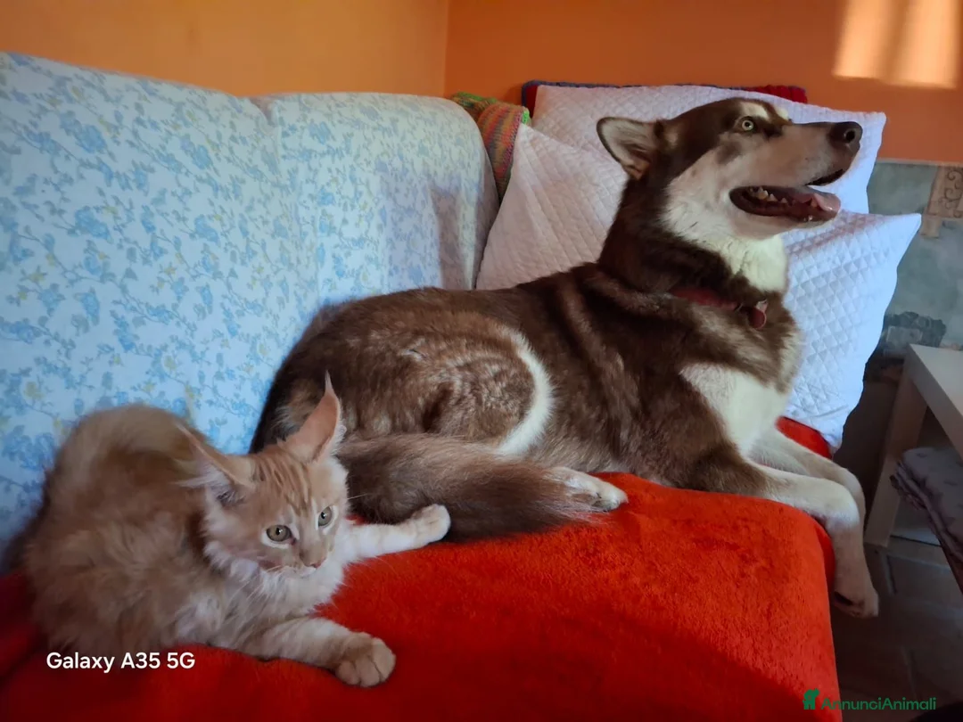 Maine Coon gatti in vendita: ultimo maine coon maschietto - Annuncio 1