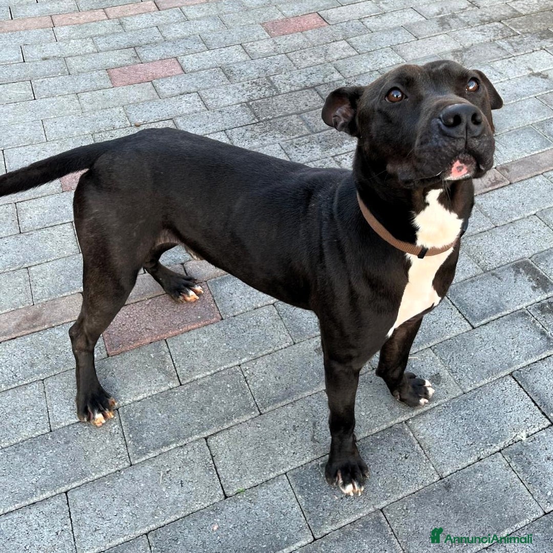 Meticcio cani in regalo: MAX CERCA CASA - Annuncio 2