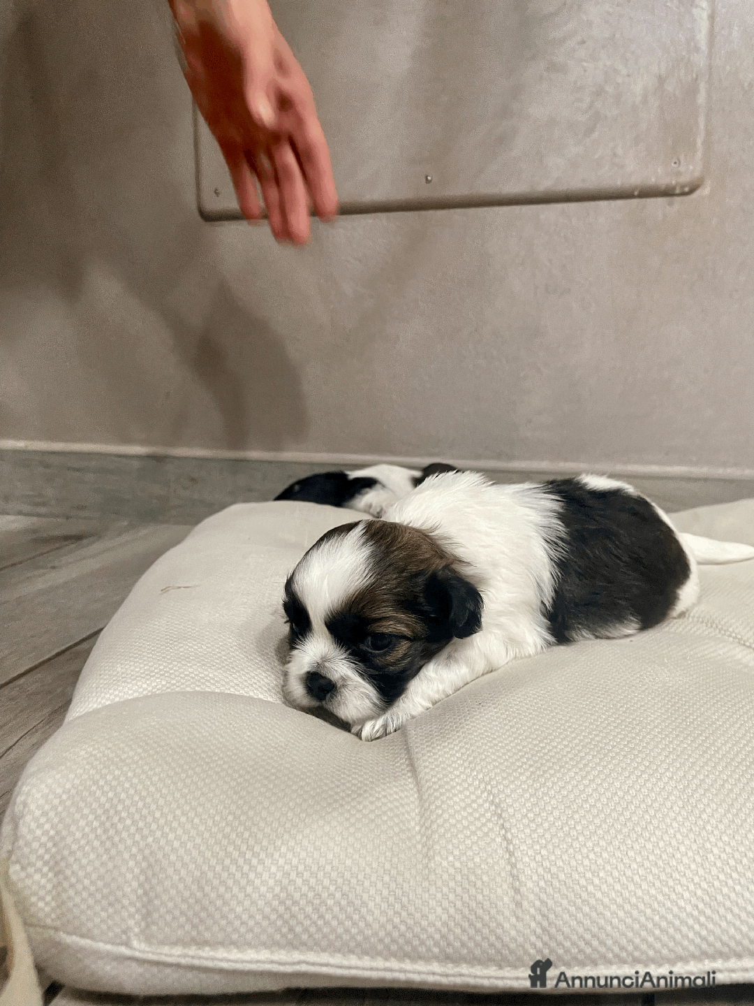 Shih Tzu cani in vendita: cuccioli di Shitzu - Annuncio 3