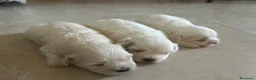 Maltese cani in vendita: Vendo maltesi - Annuncio 16