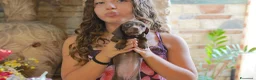 Bassotto cani in vendita: Bassotti con pedigree enci - Annuncio 4
