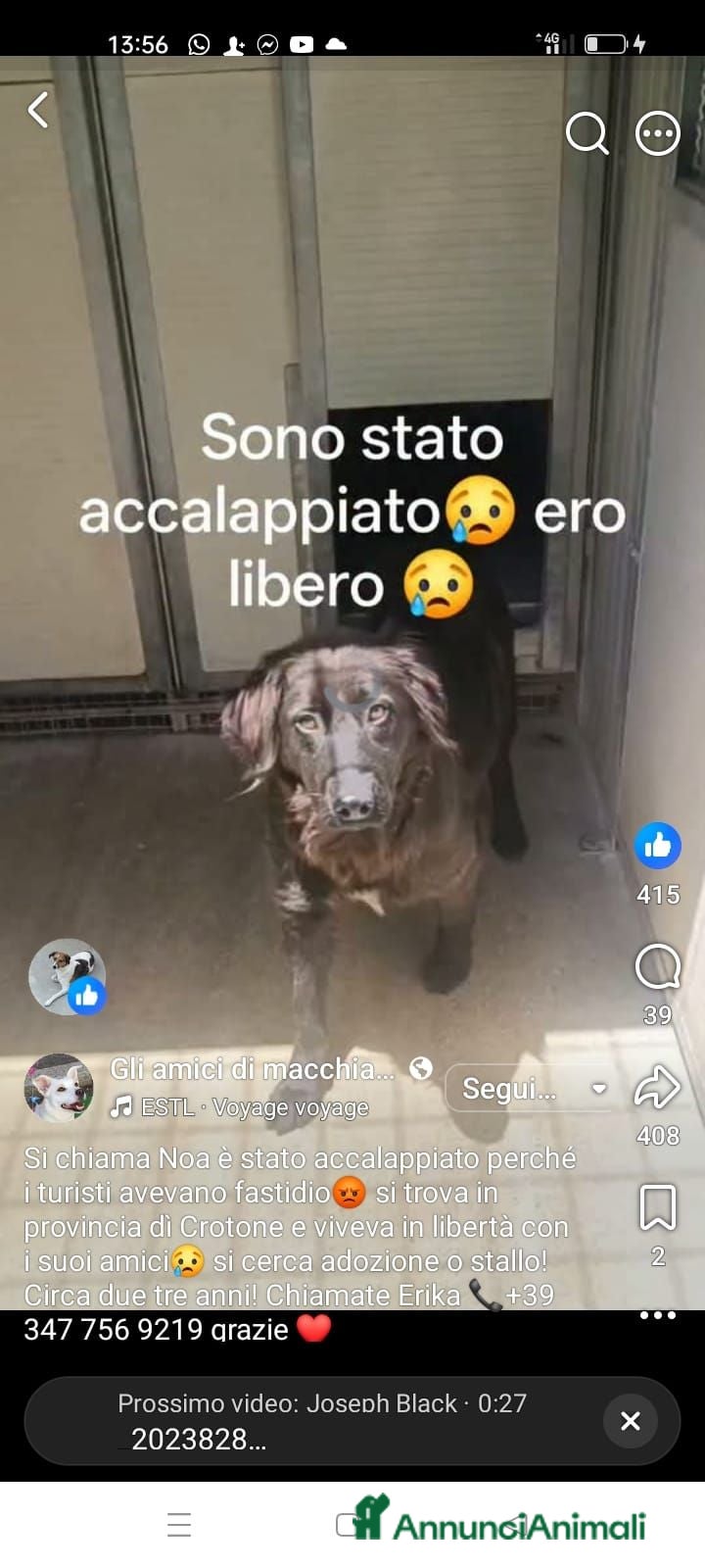 Meticcio cani Noa cerca casa - Annuncio 32