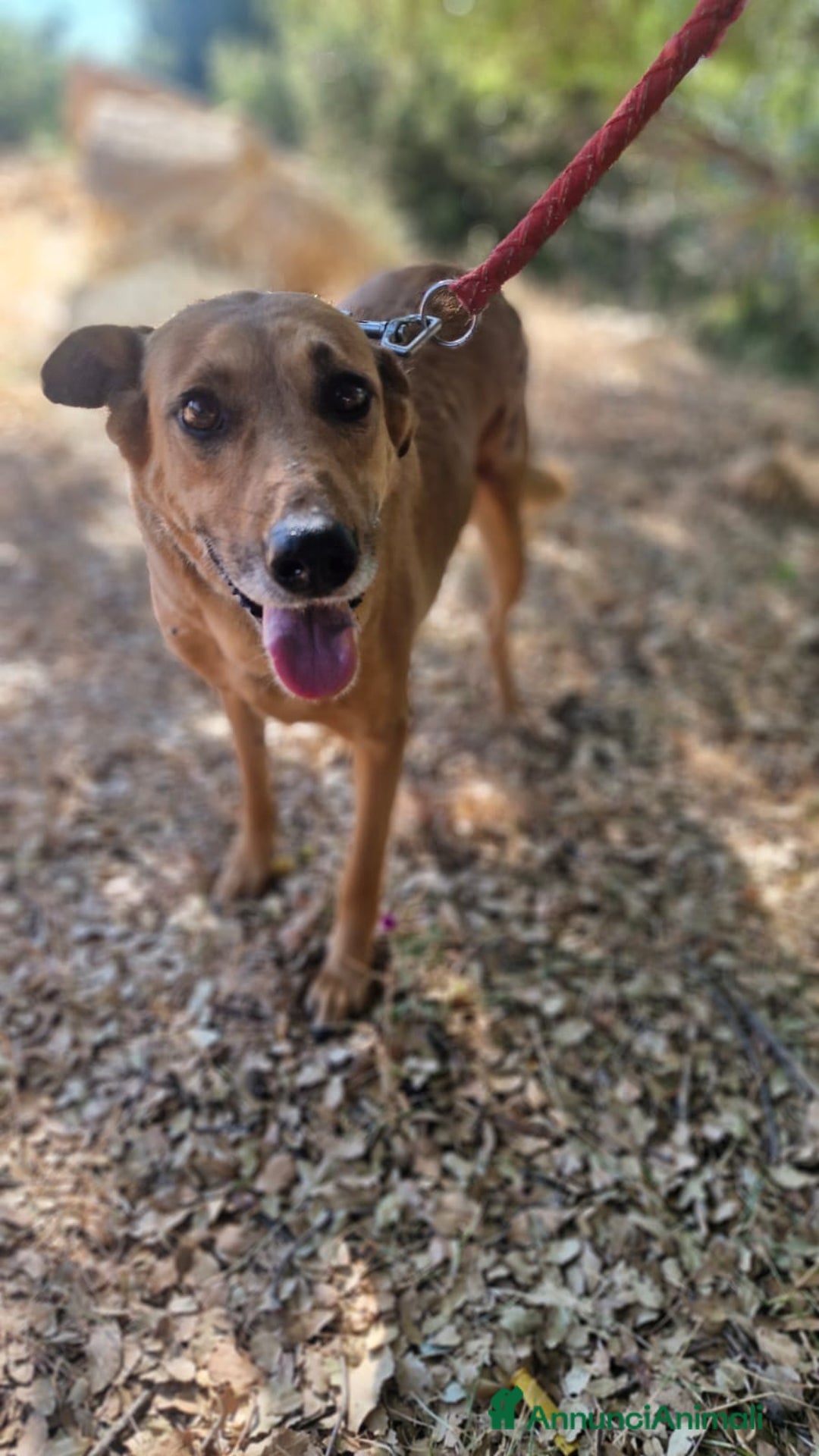 Meticcio cani in regalo: Splendida meticcia - FAITH - Annuncio 2