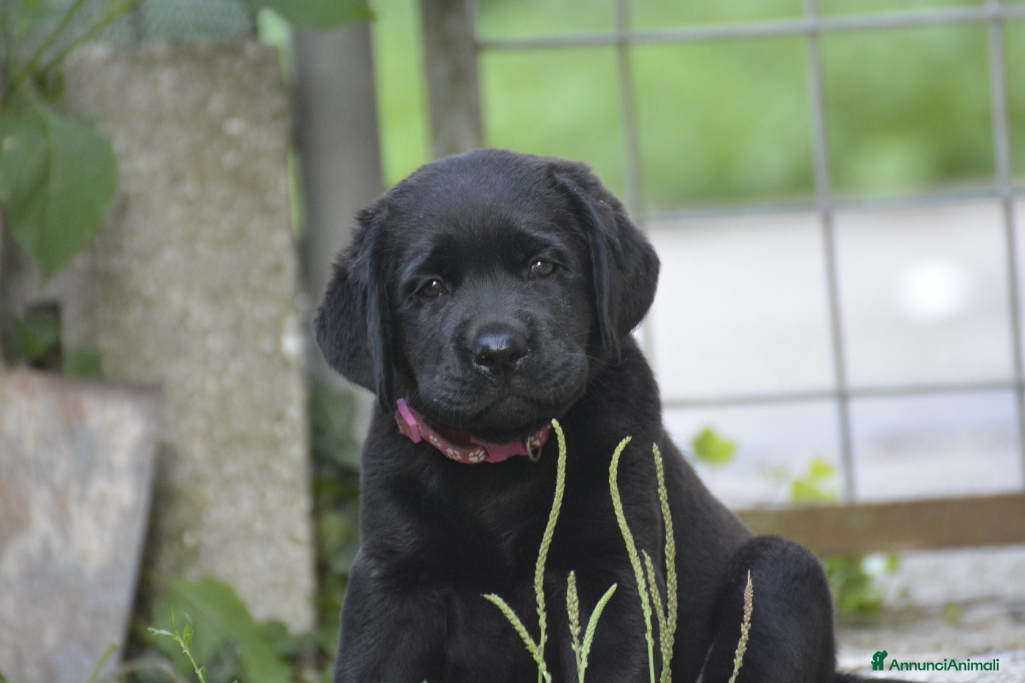 Labrador cani in vendita: Labrador Retriever neri linee inglesi  - Annuncio 1