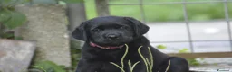 Labrador cani in vendita: Labrador Retriever neri linee inglesi  - Annuncio 1