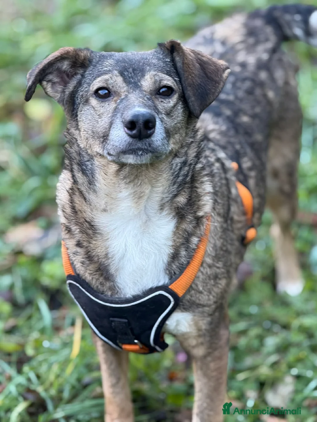 Meticcio cani in regalo: LULU, tenerissima piccoletta cerca famiglia! - Annuncio 1