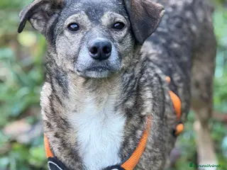 Meticcio cani LULU, tenerissima piccoletta cerca famiglia! - Annuncio 37