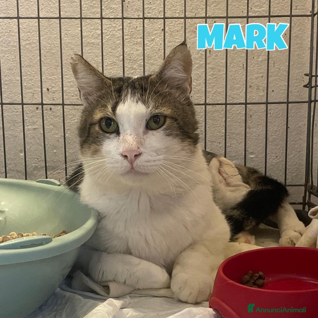 Europeo gatti in regalo: MARK micio di 2 anni - Annuncio 6