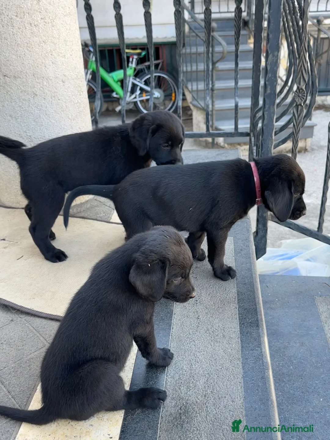 Labrador cani in vendita: Labrador Nero - Annuncio 2