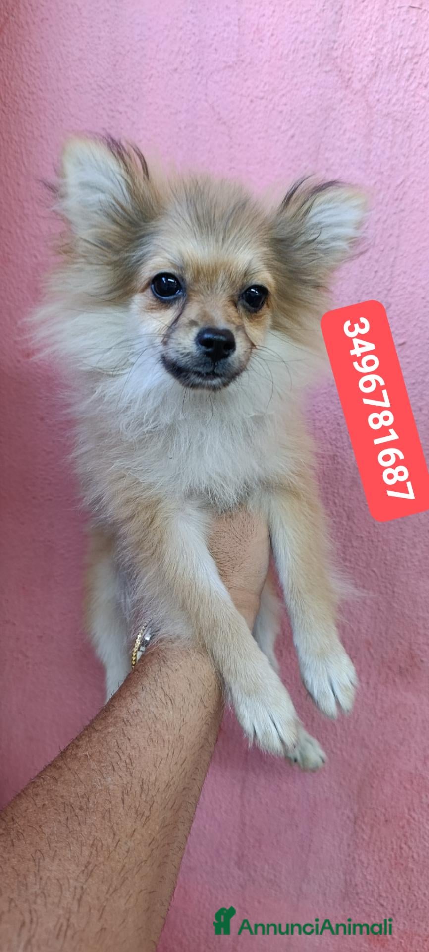 Spitz cani SPITZ TEDESCO PICCOLO ultime batuffole vaccinate - Annuncio 1