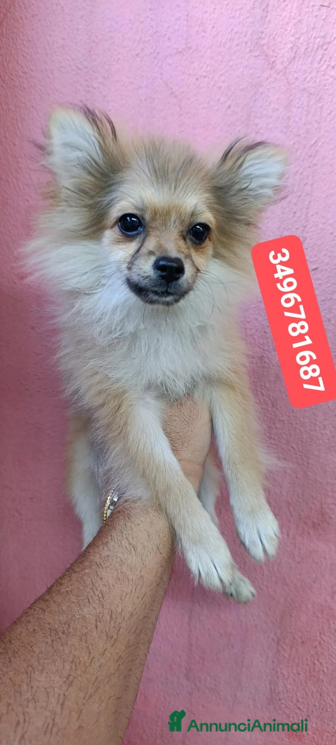 Spitz cani in vendita: SPITZ TEDESCO PICCOLO ultime batuffole vaccinate - Annuncio 1