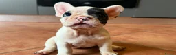 Bulldog Francese cani in vendita: Bulldog francese cucciolo  - Annuncio 2