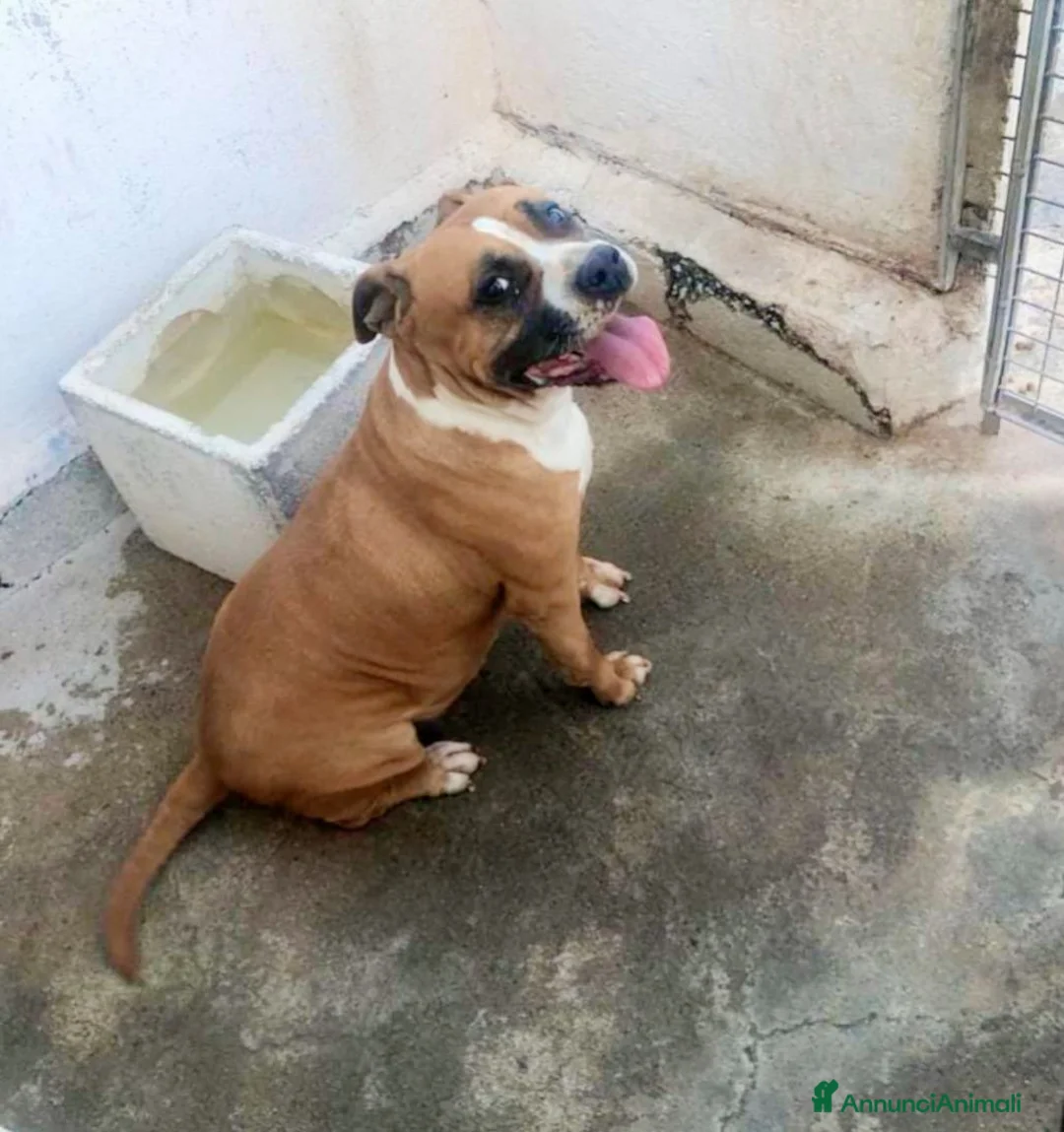 American Staffordshire cani in regalo: Pupetta - Annuncio 1