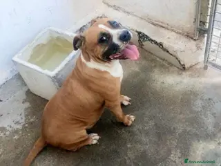 American Staffordshire cani Pupetta - Annuncio 1