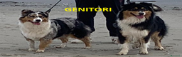 Australian Shepherd cani in vendita: Cuccioli di Pastore Australiano - Annuncio 3