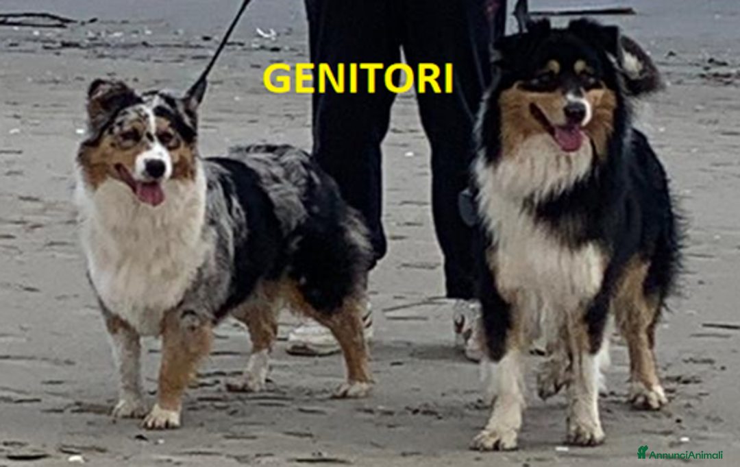 Australian Shepherd cani in vendita: Cuccioli di Pastore Australiano - Annuncio 3
