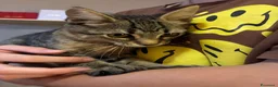 Meticcio gatti in regalo: Cucciolo in cerca di una casa - Annuncio 4