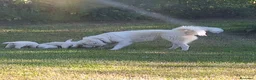 Pastore Abbruzzese Maremmano cani in vendita: 🐶 Cucciola femmina di Pastore Maremmano-Abruzzese - Annuncio 9