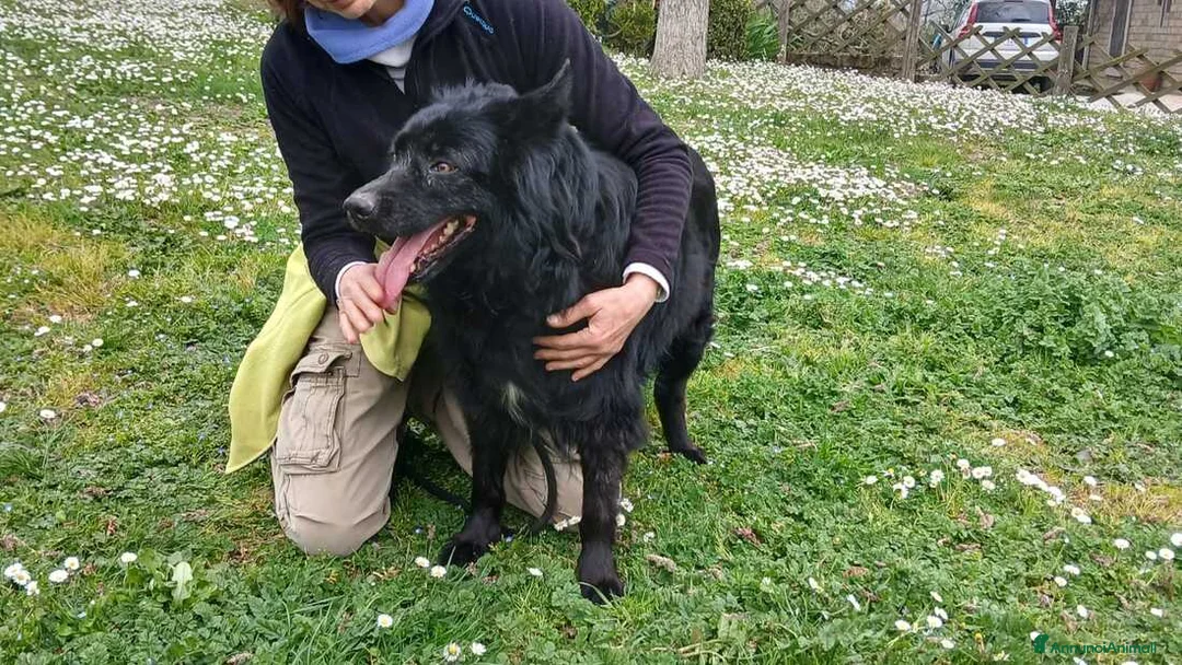 Meticcio cani in regalo: NERONE TRADITO DA CHI PIU' AMAVA, IN ADOZIONE - Annuncio 2