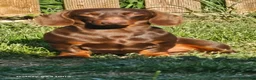 Bassotto Nano cani per accoppiamento: Bassotto nano per accoppiamento  - Annuncio 2