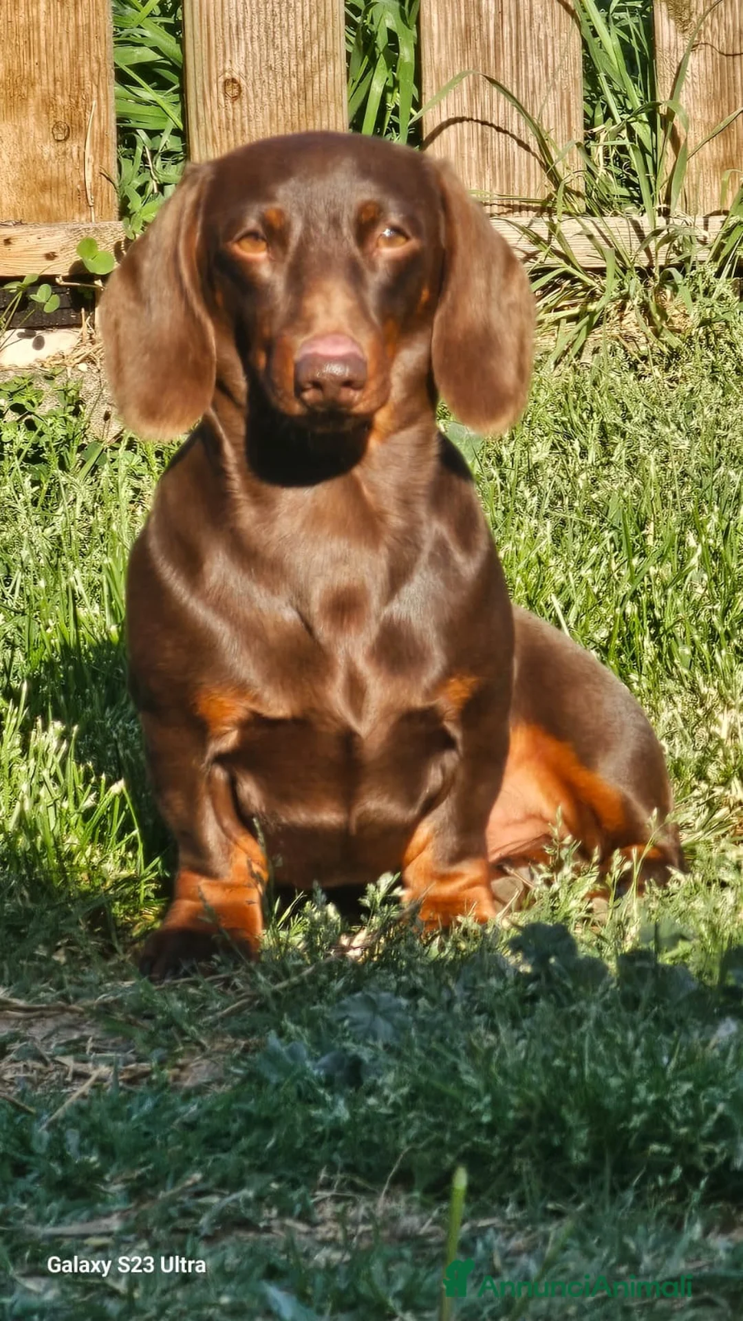Bassotto Nano cani per accoppiamento: Bassotto nano per accoppiamento  - Annuncio 2