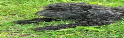 Barboncino cani in vendita: Cucciolo barboncino nano a Provincia di Pisa - Annuncio 3