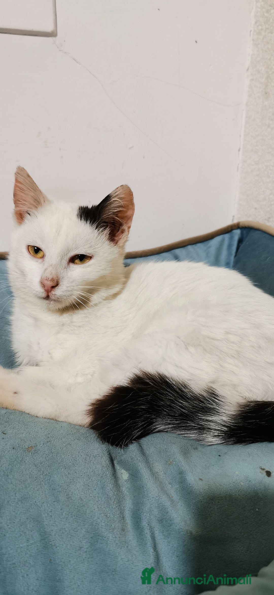 Europeo gatti in regalo: Gattina Bianca - Annuncio 3