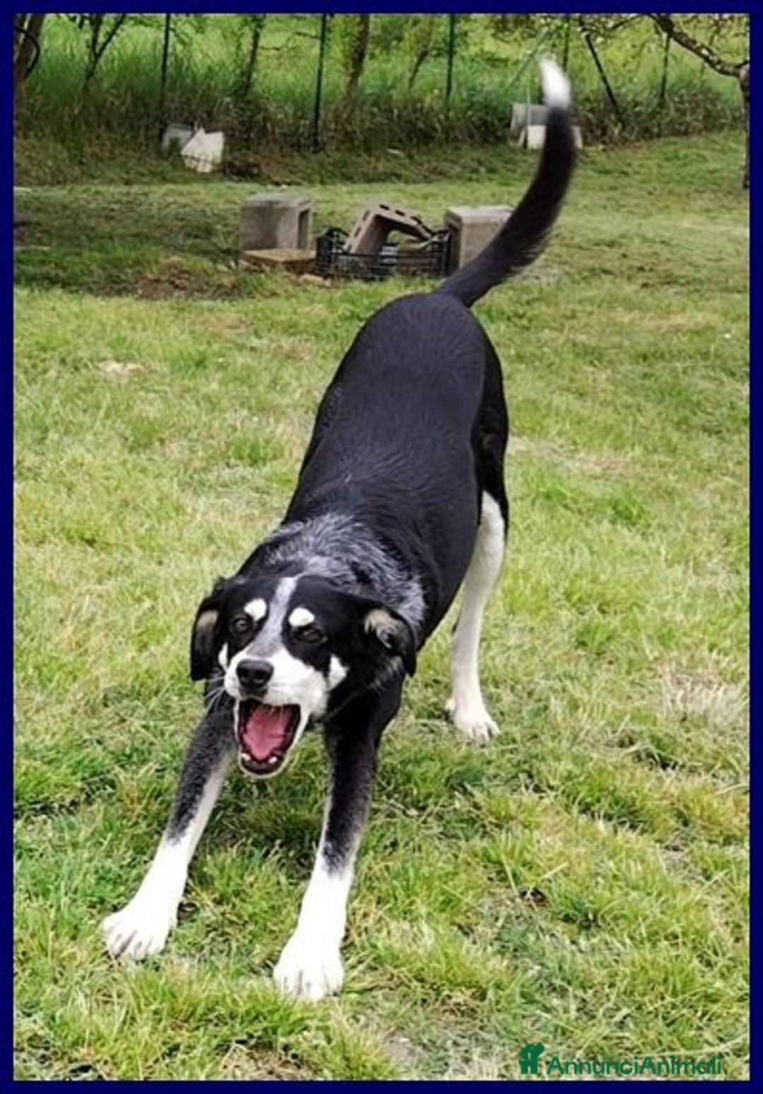 Meticcio cani in regalo: DUMBO sui 6anni buono anche coi gatti! tg media a Città metropolitana di Roma Capitale - Annuncio 4