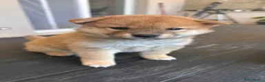 Shiba Inu 2