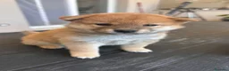 Shiba Inu cani in vendita: Meravigliosi cuccioli di Shiba Inu - Annuncio 11