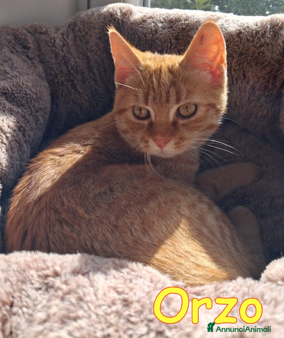 Europeo gatti in regalo: ORZO MICINO ADORABILE - Annuncio 4