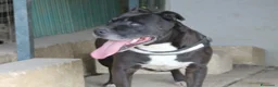 Pitbull cani in regalo: dolce roy in regalo - Annuncio 3