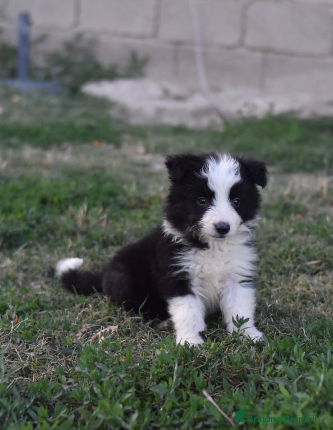 Border Collie cani in vendita: Border collie a Provincia di Campobasso - Immagine 3