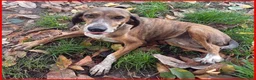 Segugio cani in regalo: SVITOL dolcissima e vivace - Annuncio 8