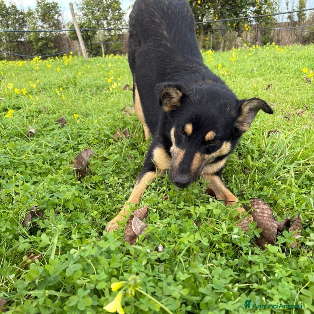 Meticcio cani ADA 🩷 -cucciola bellissima ha bisogno di una casa - Annuncio 2