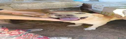 Meticcio cani in regalo: Dolcissimo, 17/18 chili, simil Labrador - Annuncio 1