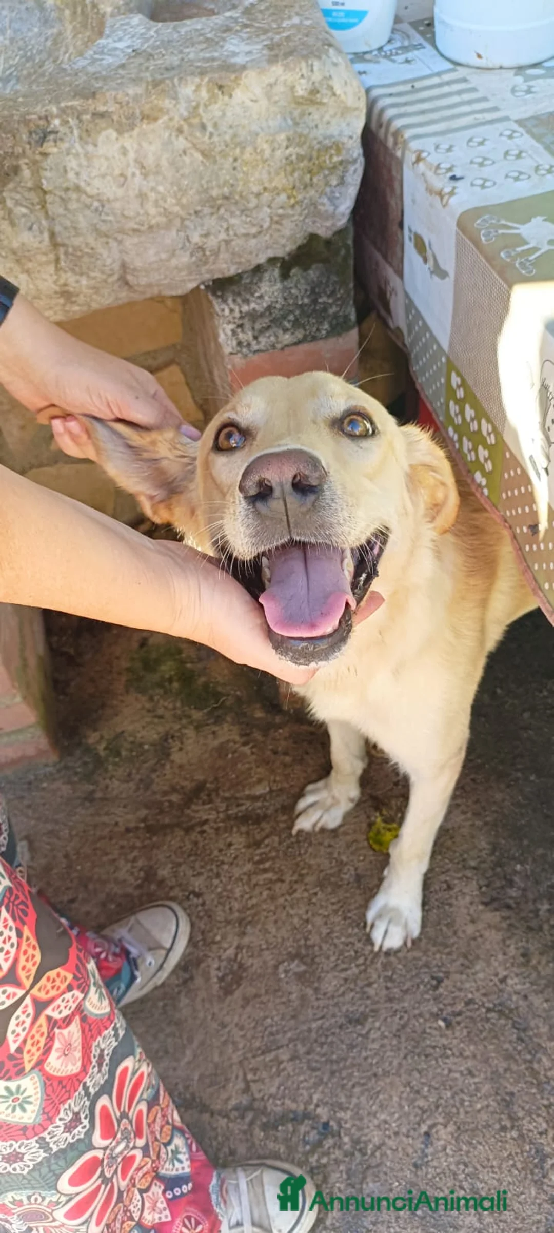 Meticcio cani in regalo: Dolcissimo, 17/18 chili, simil Labrador - Annuncio 1