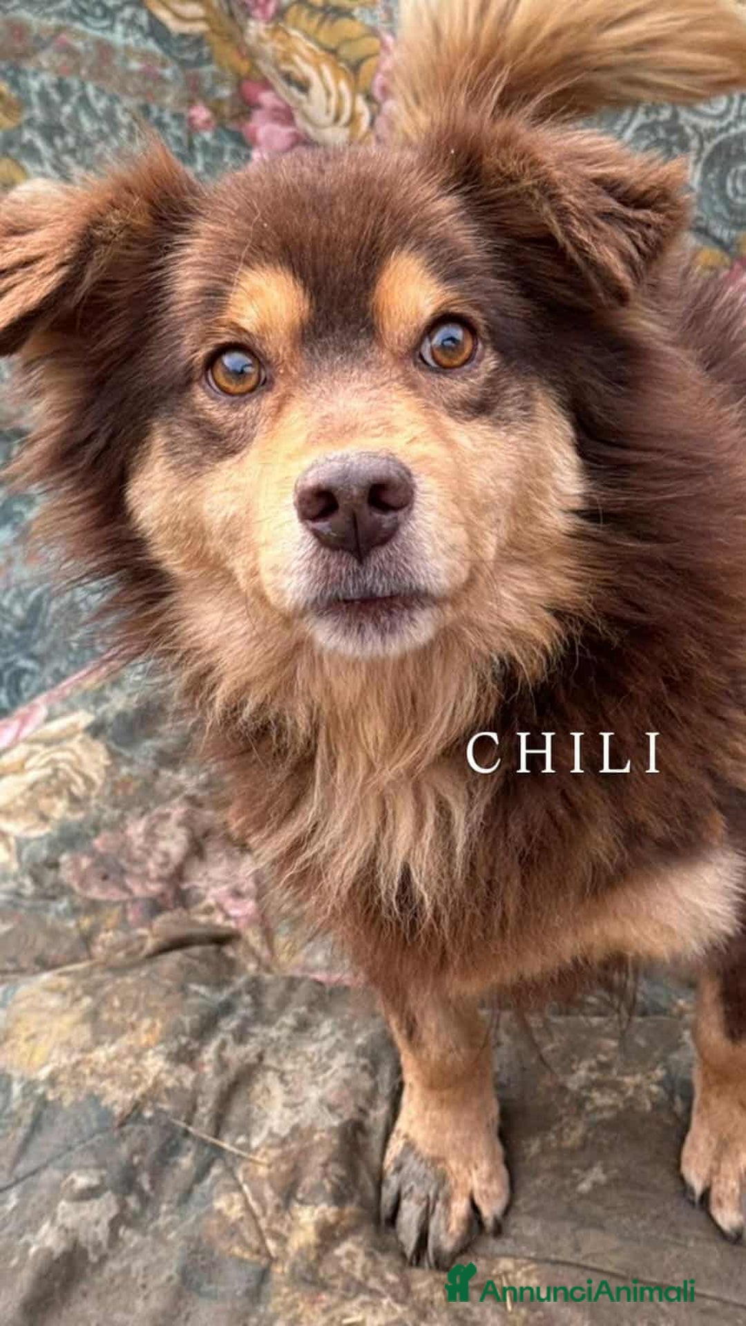 Meticcio cani in regalo: CHILI, pelosone TAGLIA PICCOLA! - Annuncio 3