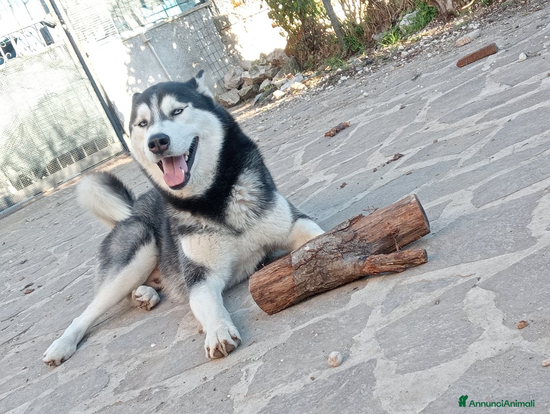 Immagine della galleria {{count}}