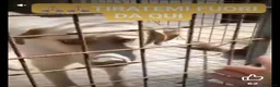Meticcio cani in regalo: 2anni occhi ambra tg grande era liberoSOS CAMPANIA - Annuncio 2