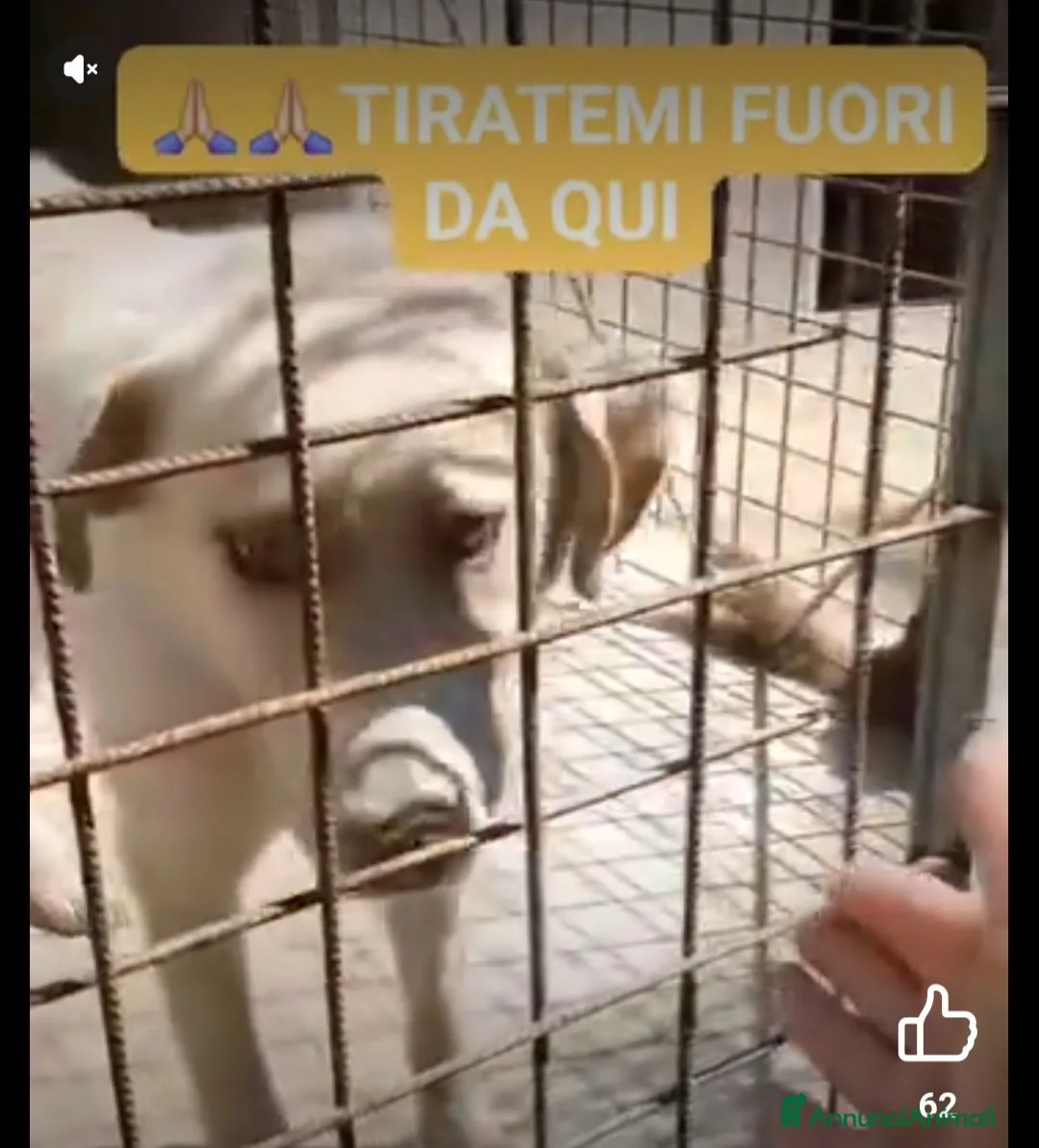 Meticcio cani in regalo: 2anni occhi ambra tg grande era liberoSOS CAMPANIA - Annuncio 2