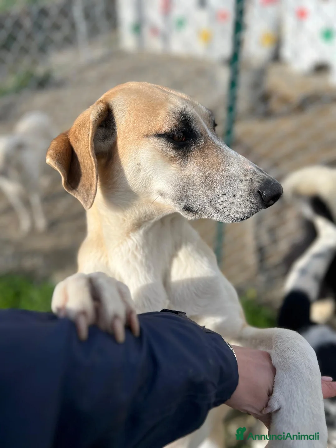 Meticcio cani in regalo: Kelly a Provincia di Crotone - Annuncio 2